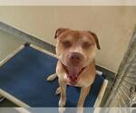 Small American Pit Bull Terrier