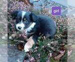Small #1 Australian Shepherd