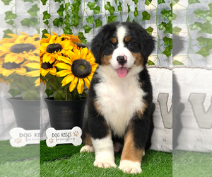 Bernese Mountain Dog Puppy for sale in MARIETTA, GA, USA