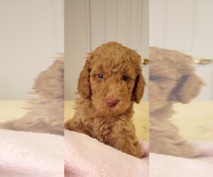 Poodle (Standard) Puppy for sale in GRIFFIN, GA, USA