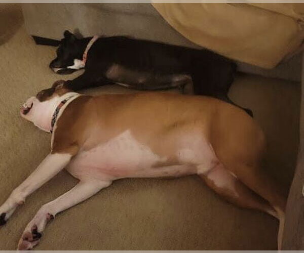 Medium Photo #3 Boxer Puppy For Sale in Woodbury, MN, USA