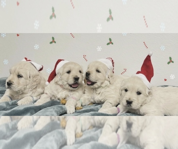 Medium Photo #4 English Cream Golden Retriever Puppy For Sale in MORENO VALLEY, CA, USA