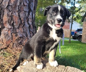 German Shorthaired Lab-Siberian Husky Mix Dog for Adoption in DICKINSON, Texas USA