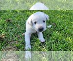 Puppy Bear Anatolian Shepherd-Labrador Retriever Mix