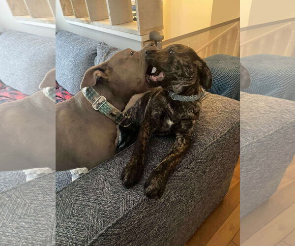 Medium Photo #5 English Mastweiler Puppy For Sale in Oro Medonte, Ontario, Canada