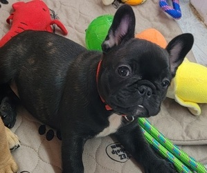 French Bulldog Puppy for sale in PERRIS, CA, USA
