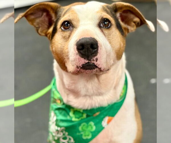 Medium Photo #13 Boxer-Unknown Mix Puppy For Sale in Canton, CT, USA