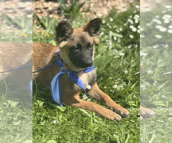 Medium Photo #32 German Shepherd Dog Puppy For Sale in Seattle, WA, USA