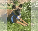 Small #31 German Shepherd Dog