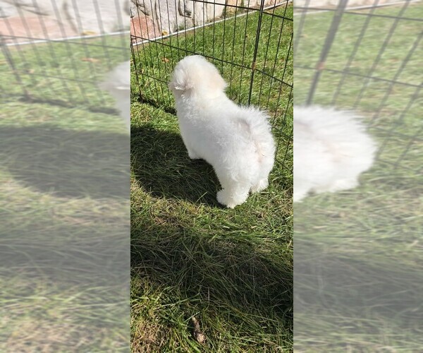 Medium Photo #6 Bichon Frise Puppy For Sale in WAYLAND, MI, USA