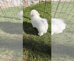 Small #5 Bichon Frise