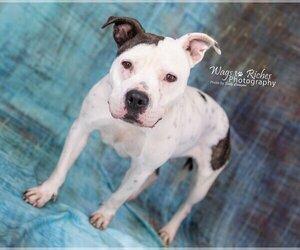Katrina - Female American Staffordshire Terrier-Unknown Mix Dog for Adoption - Photo #2