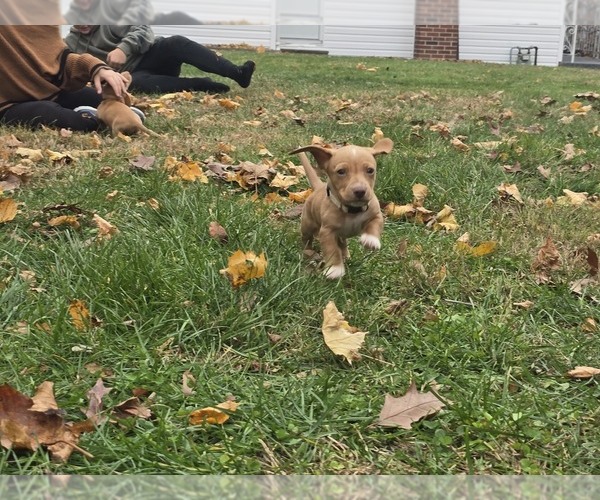 Medium Photo #2 Dachshund Puppy For Sale in ALTOONA, PA, USA