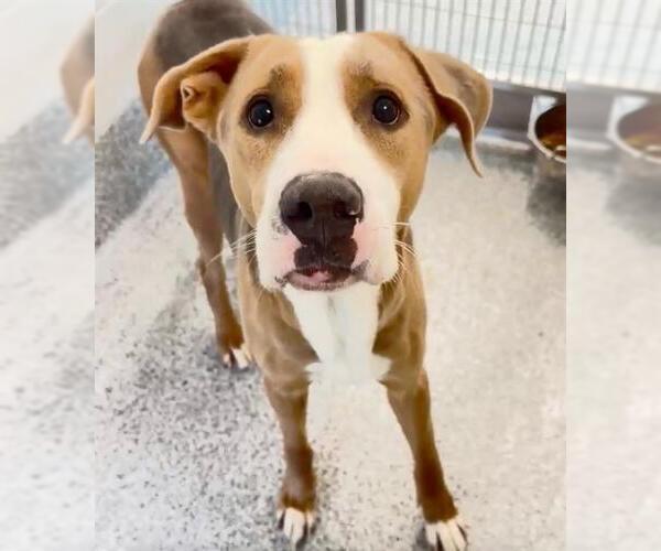 Medium Photo #3 English Coonhound-Labrador Retriever Mix Puppy For Sale in Houston, TX, USA