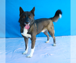Small #1 Akita-Border Collie Mix