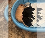 Small #4 Labrador Retriever