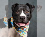 Small #6 American Pit Bull Terrier