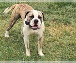 Small Photo #1 American Bulldog Puppy For Sale in HARRODSBURG, KY, USA