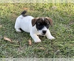 Puppy Puppy 2 Russell Terrier