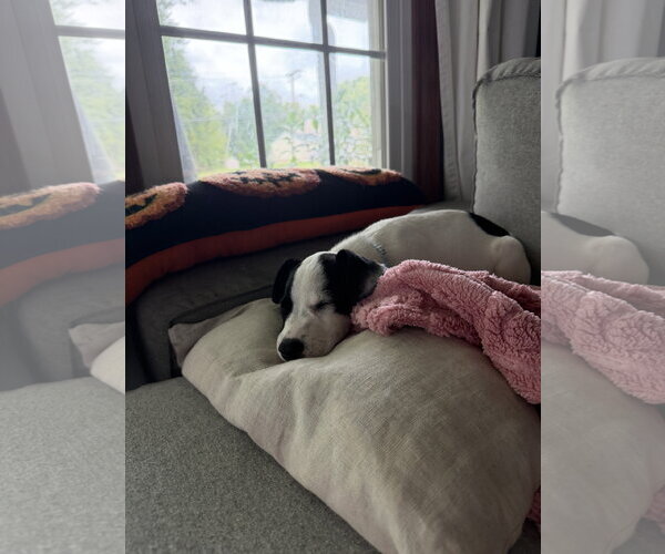 Medium Photo #5 American Pit Bull Terrier-Jack Russell Terrier Mix Puppy For Sale in Oakhurst, NJ, USA