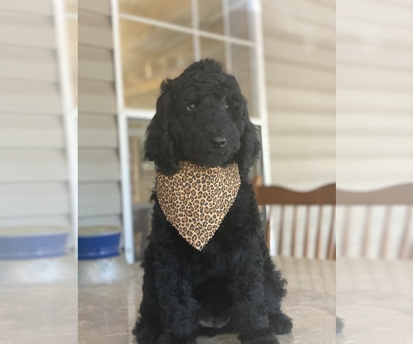 Medium Photo #1 Goldendoodle-Poodle (Standard) Mix Puppy For Sale in BEE BRANCH, AR, USA