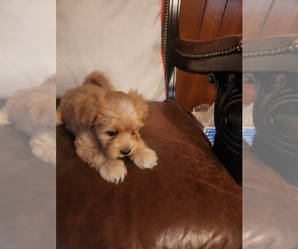 Medium Photo #8 Papitese Puppy For Sale in ORANGEBURG, SC, USA