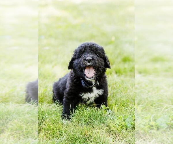 Medium Photo #1 Golden Newfie Puppy For Sale in WELLMAN, IA, USA