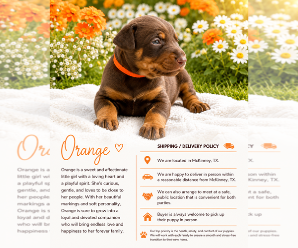 Medium Photo #7 Doberman Pinscher Puppy For Sale in MCKINNEY, TX, USA