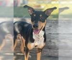 JIGGY - Male Australian Shepherd-Unknown Mix Dog for Adoption - Small photo