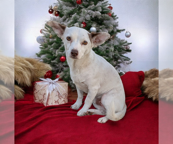 Medium Photo #2 Chihuahua-Unknown Mix Puppy For Sale in Vail, AZ, USA