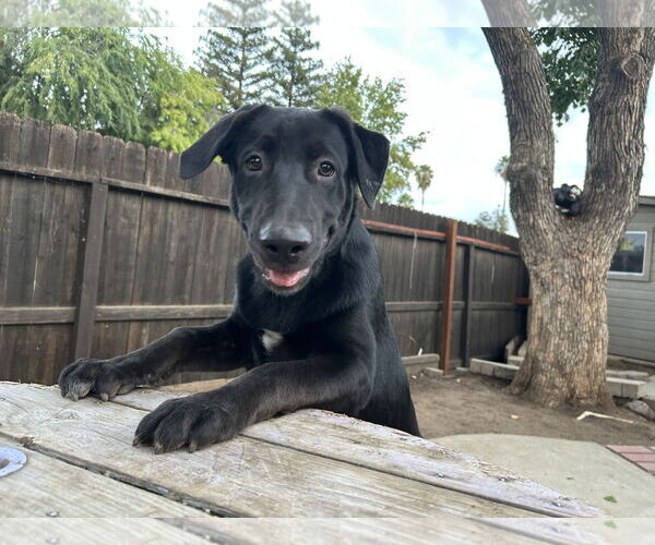 Medium Photo #1 Labrador Retriever Puppy For Sale in Clovis, CA, USA