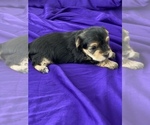 Small Photo #5 Yorkshire Terrier Puppy For Sale in P C BEACH, FL, USA