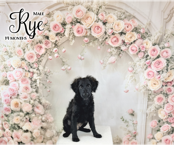 Medium Photo #2 Goldendoodle-Poovanese Mix Puppy For Sale in EVANS, GA, USA