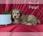Puppy Pearl Bernedoodle