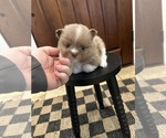 Small #1 Pomeranian