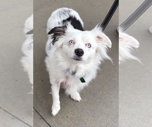 Medium Photo #3 Mutt Puppy For Sale in Clarkston, MI, USA