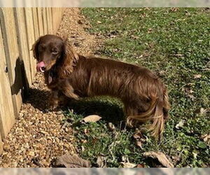 Dachshund Dogs for adoption in Shelbyville, TN, USA