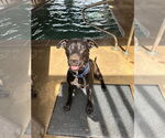 Small #2 Labrador Retriever Mix