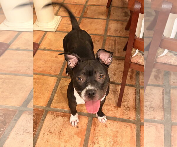 Medium Photo #1 American Staffordshire Terrier Puppy For Sale in Southbury, CT, USA