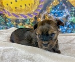 Small Photo #25 Morkie Puppy For Sale in CASSVILLE, MO, USA