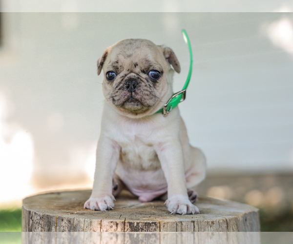 Medium Photo #3 Pug Puppy For Sale in LIBERTY, KY, USA