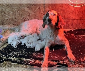 Mother of the Llewellin Setter puppies born on 01/14/2023