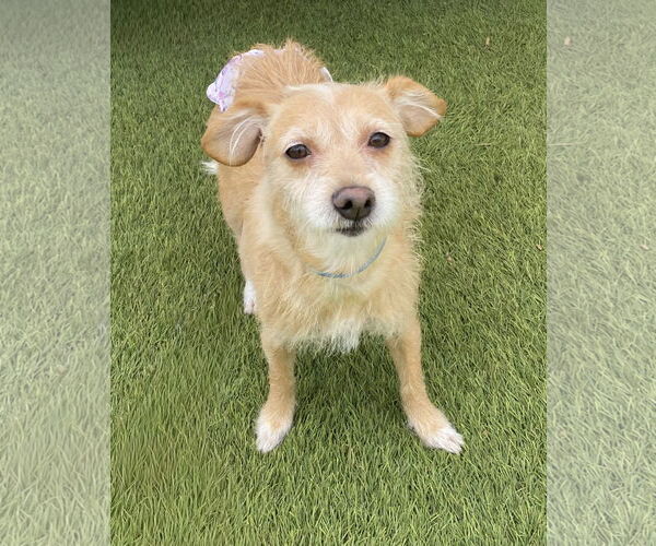 Medium Photo #2 Mutt Puppy For Sale in La Verne, CA, USA