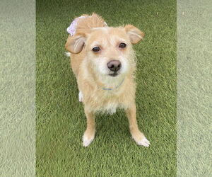 Maude - Female Mutt Dog for Adoption - Photo #2