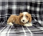 Small #6 Cavapoo (Miniature)