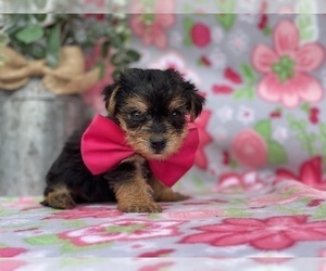 YorkiePoo Puppy for sale in LANCASTER, PA, USA