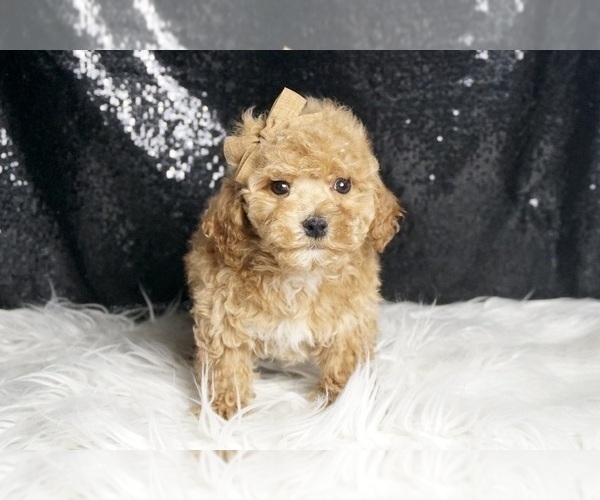 Medium Photo #5 Maltipoo Puppy For Sale in WARSAW, IN, USA