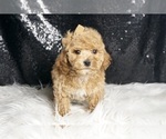 Small Photo #5 Maltipoo Puppy For Sale in WARSAW, IN, USA