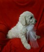 Small Photo #5 Goldendoodle-Poodle (Miniature) Mix Puppy For Sale in FREDERICKSBG, OH, USA