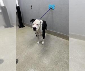 Staffordshire Bull Terrier-Unknown Mix Dogs for adoption in Las Vegas, NV, USA